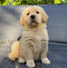 Golden Puppies