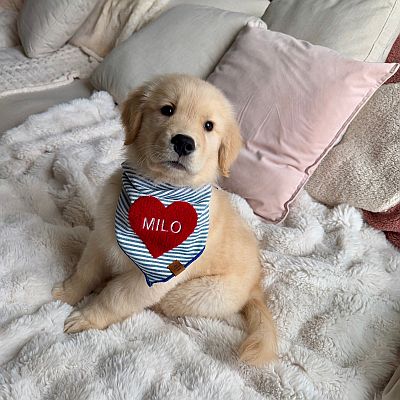 Male Golden Retriever