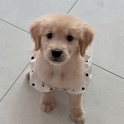 Golden Retriever Breeders