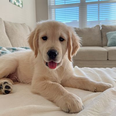 Golden Retriever Puppies