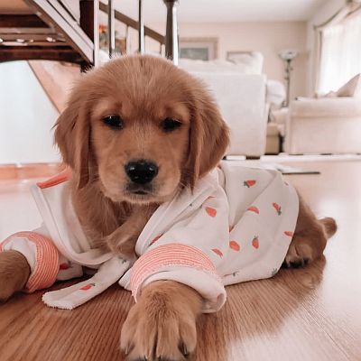 Golden Retriever Dogs for Sale